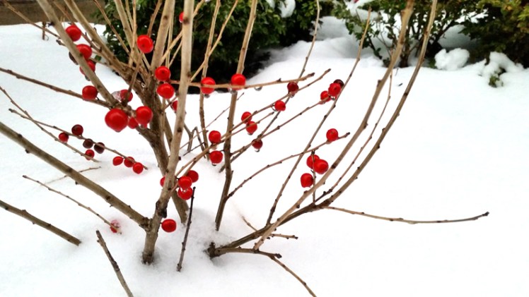 20170110_162814wberrylr11