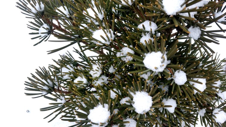 20170205_143122umbrella-plantlr15