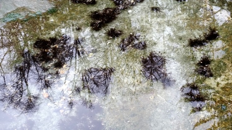 20170225_160634tidepoollr11