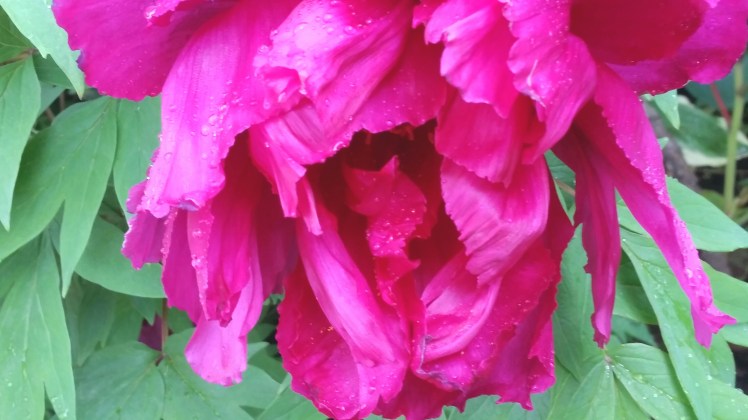 Peony 2017-05-30 12.32.40