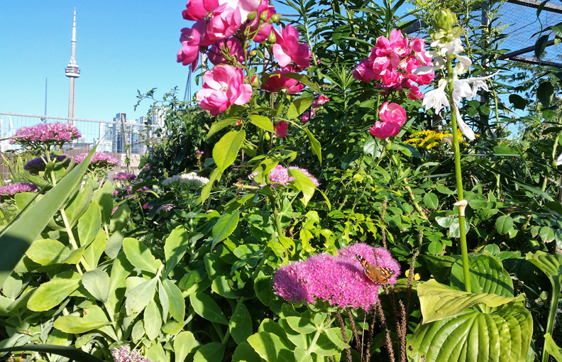 Community Garden and CNLR11