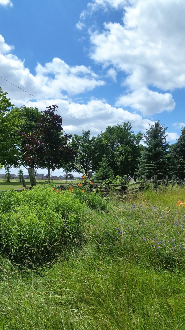 Heart Lake Road 2017-07-16 09.21.08
