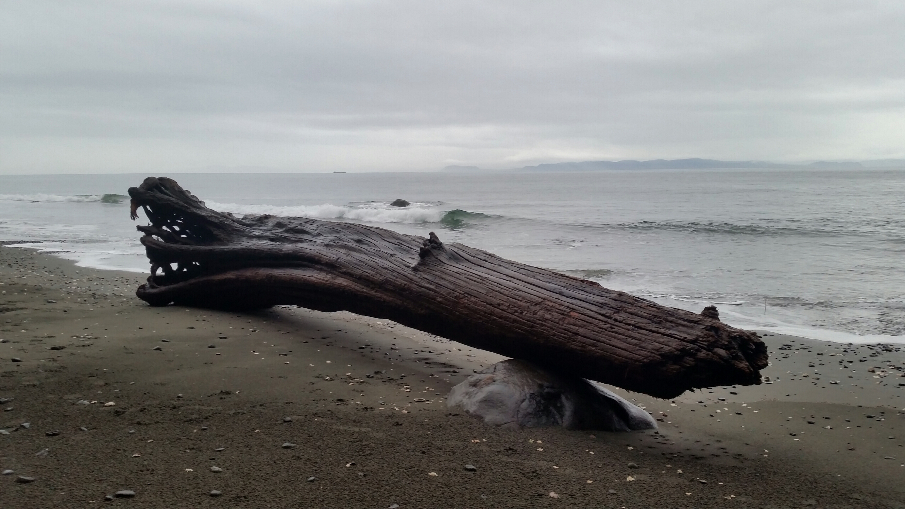 was a Tree 2018-01-23 20.16.17