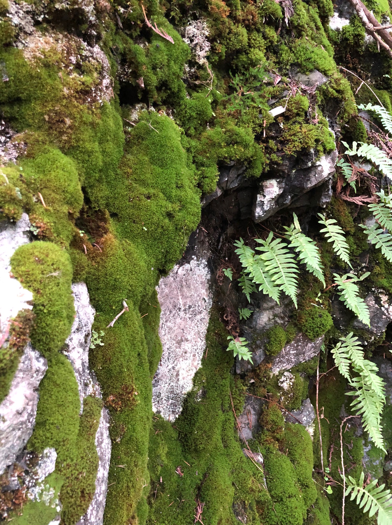 moss wall