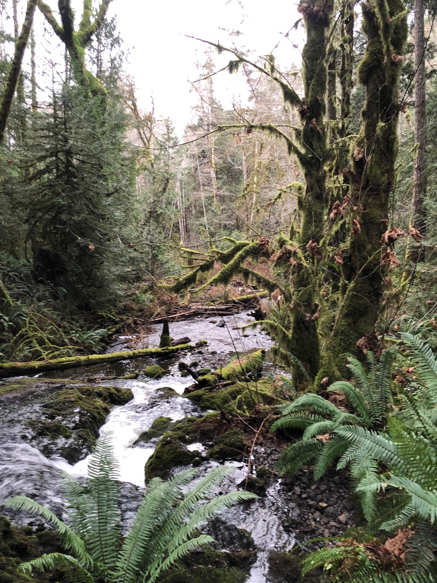 roche cove matheson lake trail